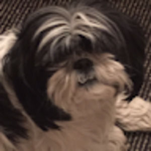 Meet your Posher, Susan